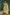 Olive Green Organza Self Embroidered Straight Cut Kurta With Dupatta