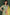 Olive Green Organza Self Embroidered Straight Cut Kurta With Dupatta