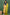 Mustard Closed Collar Floral Silk Cotton Kurtha with Crushed Silk Dupatta