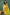 Mustard Closed Collar Floral Silk Cotton Kurtha with Crushed Silk Dupatta